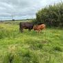 Cows calf Image 8