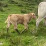 Charolais bull Image 8
