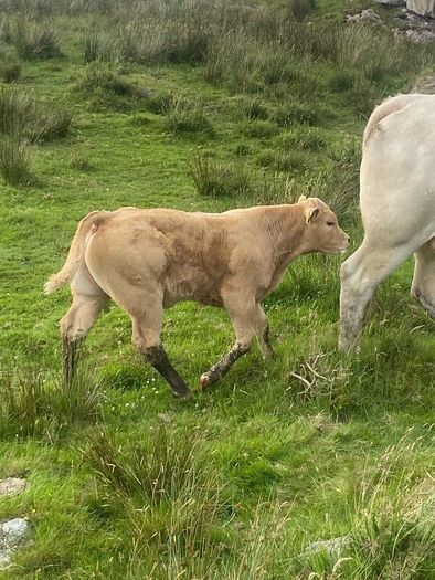 Charolais bull