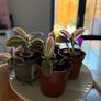 Tradescantia 'Nanouk' plant Image 2