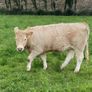 Quality CHX Heifers Mohill Mart Saturday 26th Sept Image 3