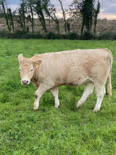 Quality CHX Heifers Mohill Mart Saturday 26th Sept
