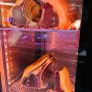 Dry Aging Season C700 Fridge Brand new plug in Image 7