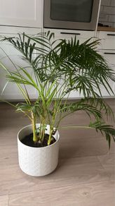 Large Indoor Areca Palm
