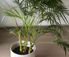 Large Indoor Areca Palm