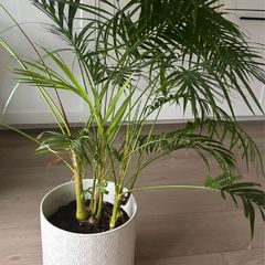 Large Indoor Areca Palm