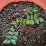 Curry Leaves Plant for sale Image 4