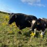 Angus bull Image 5