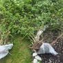 Jasmine bush Image 3