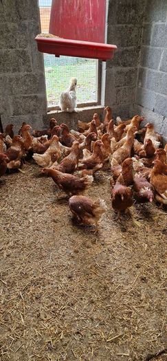 Point of lay pullets/hens