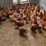 Hens/pullets/chickens Image 3