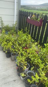 Griselinia potted hedges for sale