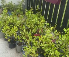 Griselinia potted hedges for sale