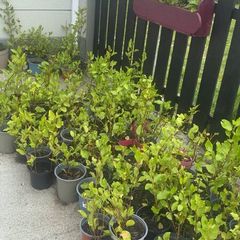 Griselinia potted hedges for sale