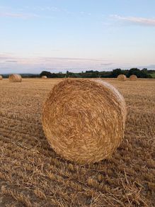 Straw