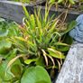 Pond Plants Image 2