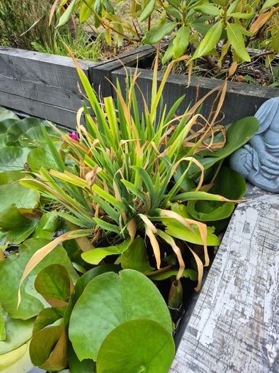 Pond Plants