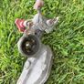 Hedge Trimmer Image 5