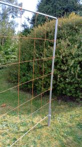 plants frame