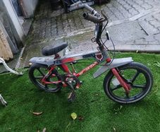 Raleigh wolf
