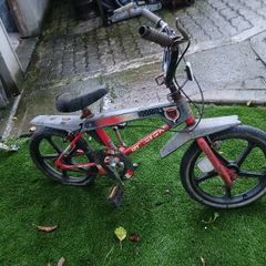 Raleigh wolf