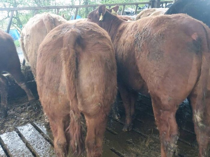 SUPER organic Heifers for Drumshanbo organic sale