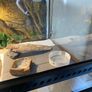 vivarium Image 3