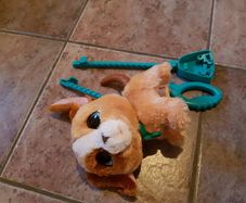 Dog for real walk a lots