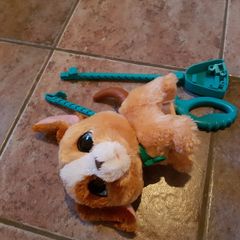 Dog for real walk a lots