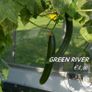 (C) Cucumber seeds from only 1.00 per pack Image 8