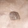 fossil Image 3