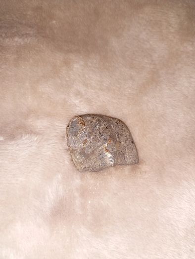 fossil