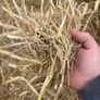 Wheat straw for bedding/feeding Image 3