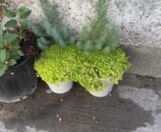 plants