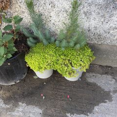 plants