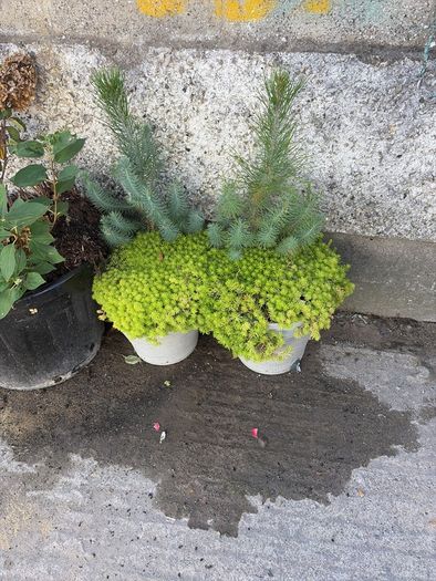 plants