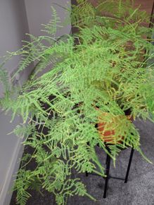 Asparagus