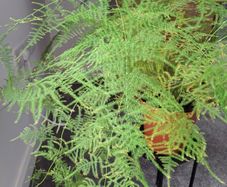 Asparagus