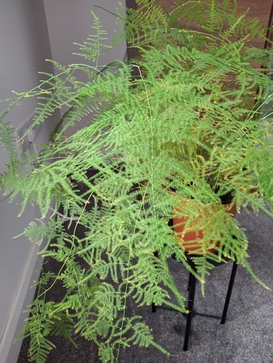 Asparagus