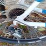Racer Bargin Image 4