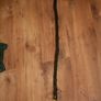 Walking stick Image 4