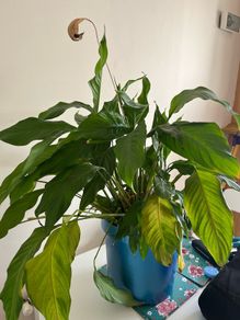 Peace Lily