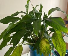Peace Lily