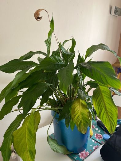 Peace Lily