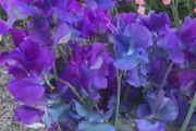(S) Sweet Pea Flagship seeds 2g (415939)