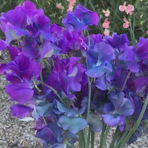(S) Sweet Pea Flagship seeds 2g (415939)