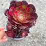 plant Image 6