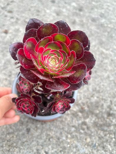 plant