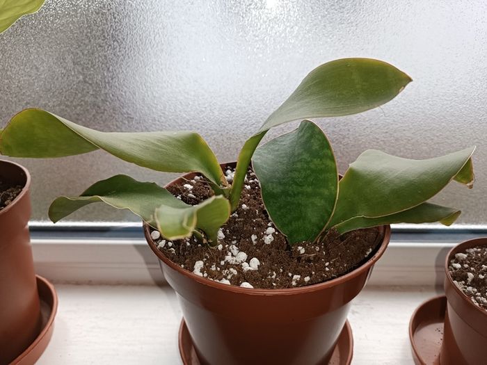 Sansevieria Whale Fin Plant