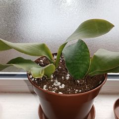Sansevieria Whale Fin Plant